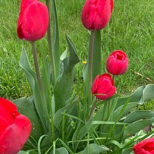 Meet your Posher, Diem